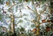foret vierge