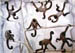 singes
